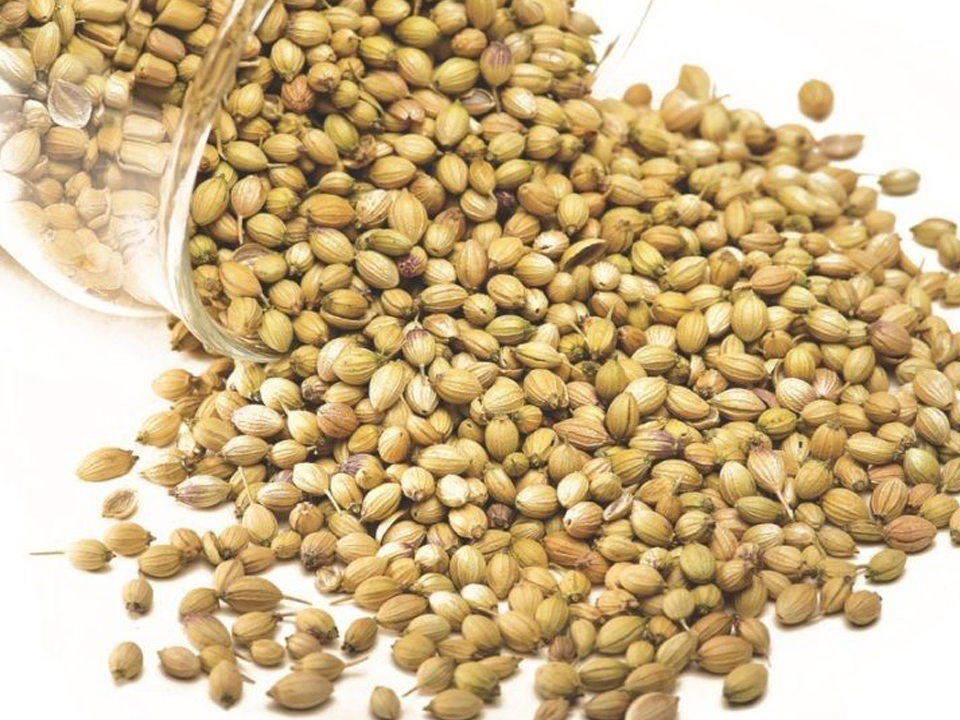 Coriander