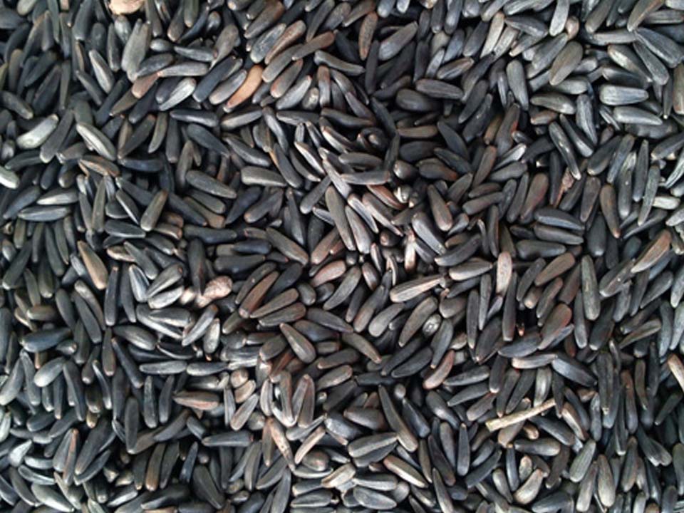 Niger Seed