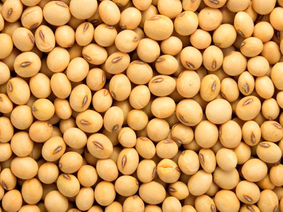 Soya Beans