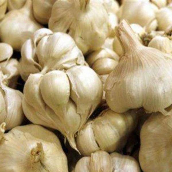 Garlic