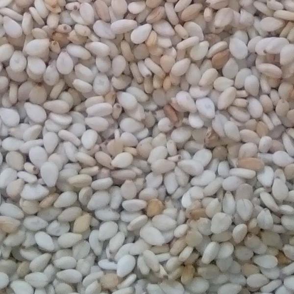 Humera Sesame Seed