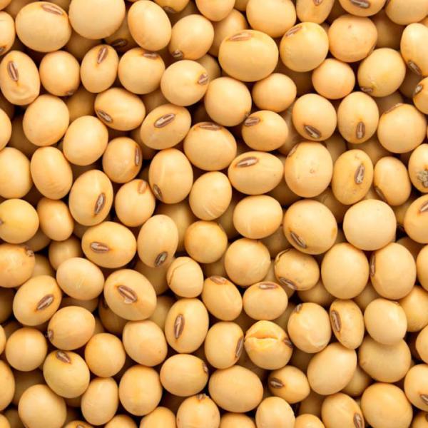 Soya Beans